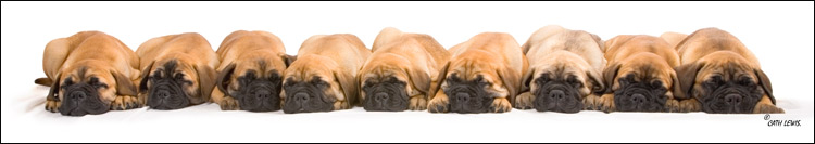 Cath Lewis K9 photos - Puppy Dog Portrait Photography